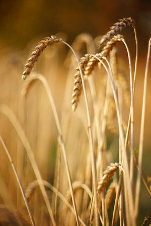 Amazing golden wheat ears closeup in the autumn field