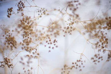 Dry autumn dill grow in white blue sky background. Art soft focus