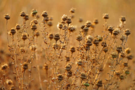 Dry sharp brown flowers growing in autumn field