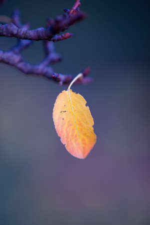 One orange apple tree leaf hang on the tree branch in autumn garden with blue fog