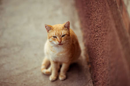 Lovely ginger cat sits on a stone floor near the wall of the house.の写真素材
