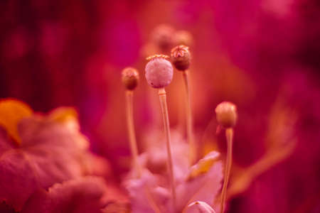 Lovely poppy buds grow in the pink garden.の写真素材