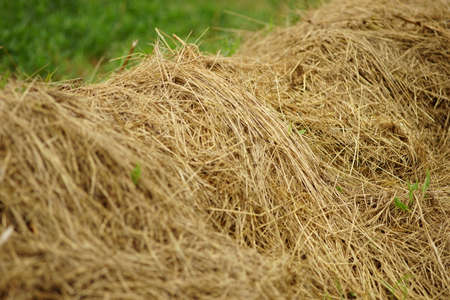 haystack close-up view in a green field.
