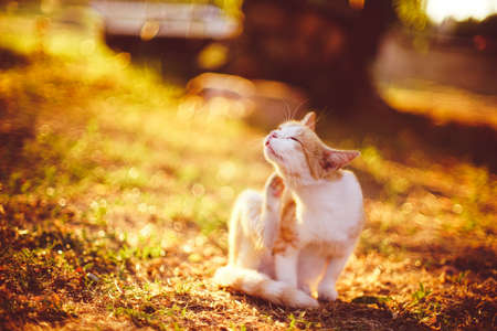 Ginger white cat paw scratches behind the ear in sunset summer garden.の写真素材