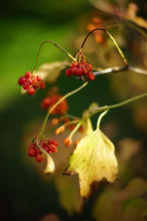 rowan bush with golden dry leaves and red berries on a sunny autumn day.