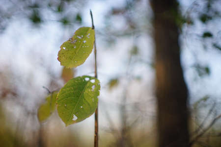 Two holey green leaves hang on a branch in blurred bokeh.の写真素材