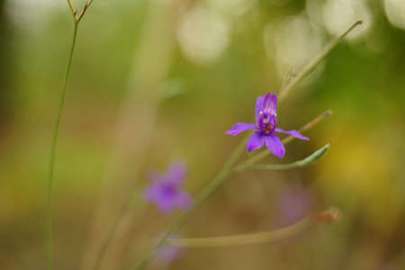 Wild purple flowers grow in the summer garden.の写真素材