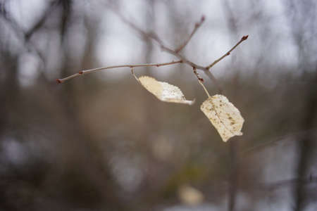 Two autumnal leaves on the bare branches in the winter forestの写真素材