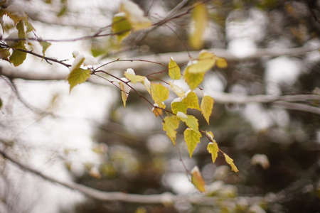 Yellow birch leaves in the snow on a winter day.