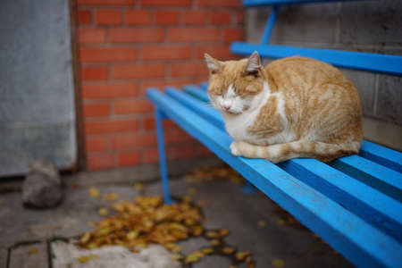 Ginger white fluffy cat sleeping on a blue wooden bench in a rural yardの写真素材