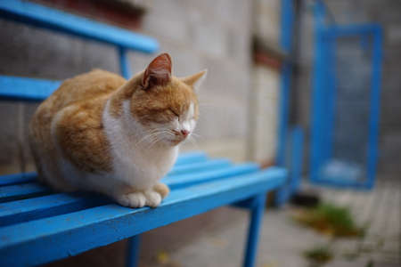 Lovely ginger white fuffy cat resting on the blue wooden bench.の写真素材