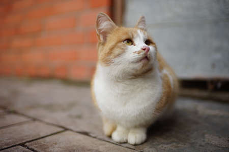 Ginger white fluffy cat relaxed on a stone floor outdoors