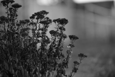 Dry bush of an yarn plant. Autumn flowers and grasses in blurred field. BW photoの写真素材