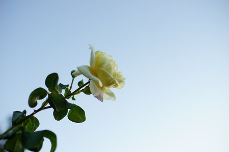 pale yellow rose flower grow in blue skyの写真素材