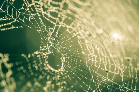 Spider web in droplets of rain on green background. Macro image.