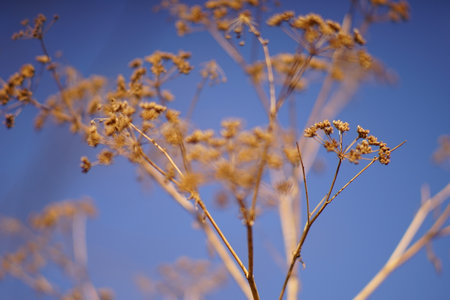 Dry autumn plant grow in blue sky background.