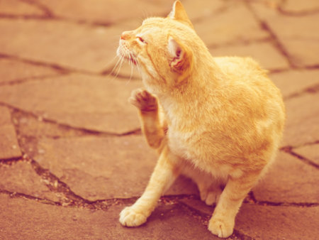 Cat paw scratches outdoor portrait. Fleas and ticks in domestic animals.の写真素材