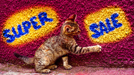 Tabby kitten touches a stone wall with text super sale.の写真素材