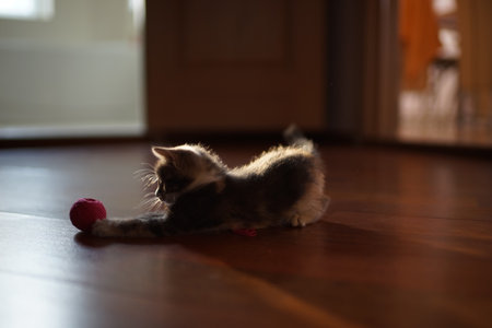 cute ashy kitten playing with a pink ball of thread on the brown parquetの写真素材