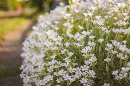 White garden flowers gypsophila creeping grow in summer street.の写真素材