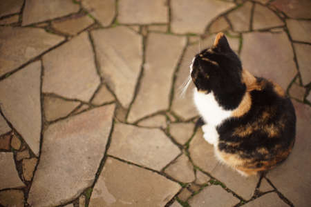 Big fluffy tricolor cat sitting on the stone floor outdoors.の写真素材