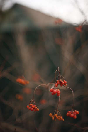 Hawthorn bush with red berries in a rural garden.の写真素材