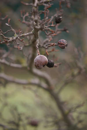 Dry pear tree with bare branches and old brown pears in the garden