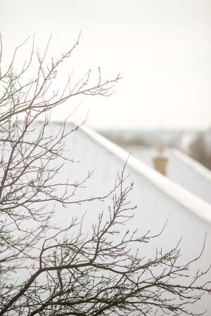 Bare tree and white snow on rural roofの写真素材