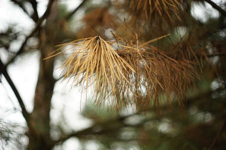 Dry brown needles on the branches of an old pine tree.の写真素材