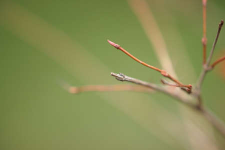 Thin bush branch in blurred green bokeh