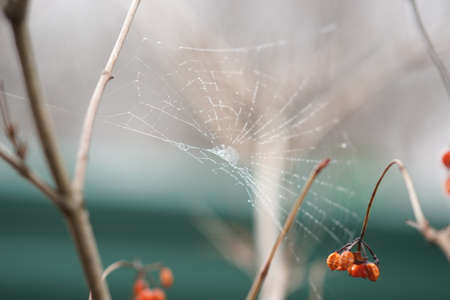 Spider web on the hawthorn bush with red berries in blurred bokeh