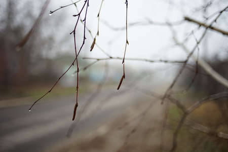 Bare birch tree branch with rain drops in foggy day