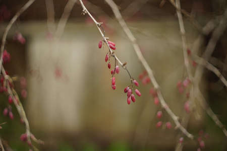 barberry branch with ripe pink berries in the gardenの写真素材