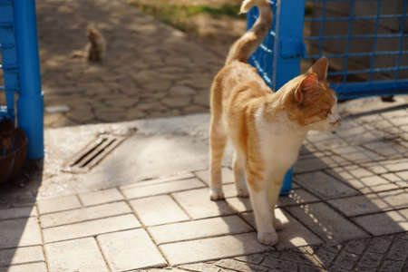 Lovely ginger white cat walks near blue mesh fence