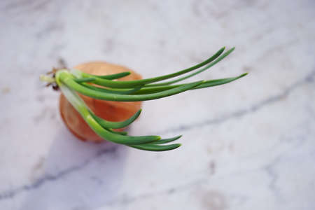 Vegetable onion with a green sprout on the mable table, top viewの写真素材