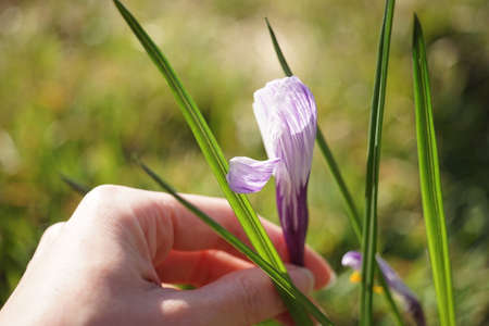 Female hand touch violet crocus flower in sunny garden closeup.の写真素材