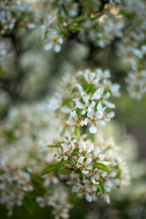 Blooming pear tree branch closeup in spring gardenの写真素材