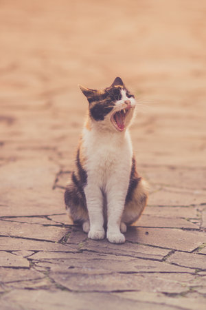 tricolor cat widely yawns in the summer yard.の写真素材