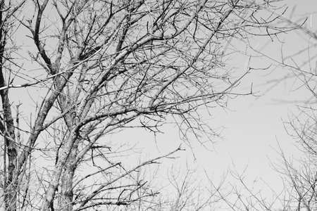 Old tree with bare branches in clear sky. BW photoの写真素材