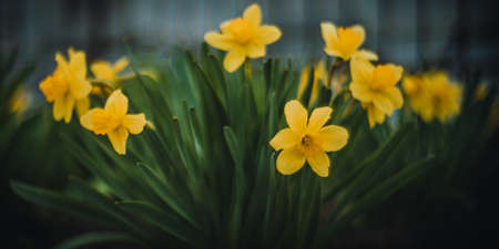 Yellow flowers grow in a spring garden.の写真素材