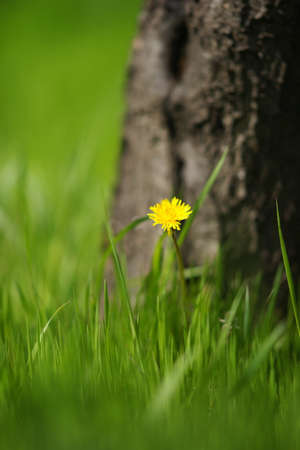 Yellow dandelion flower grow near tree trunk in green grass. Spring garden.の写真素材