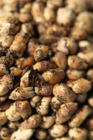 Natural background with fresh mushroomsの写真素材