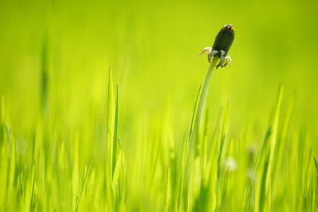 Closed dandelion flower grows in sunny spring grass.の写真素材