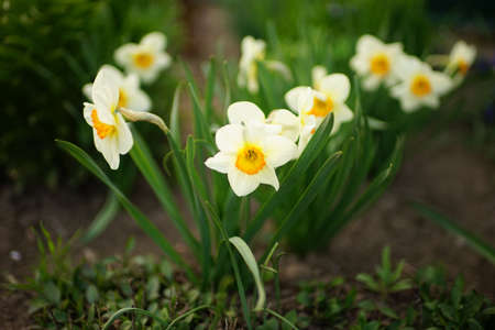 Pale yellow narcissus flowers grow in a spring garden.の写真素材