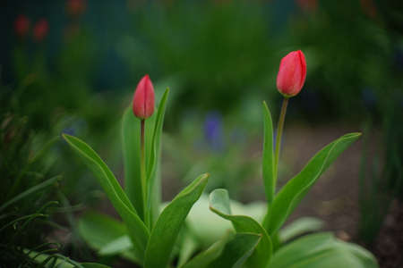 Two red tulip flowers with closed buds grows in spring garden