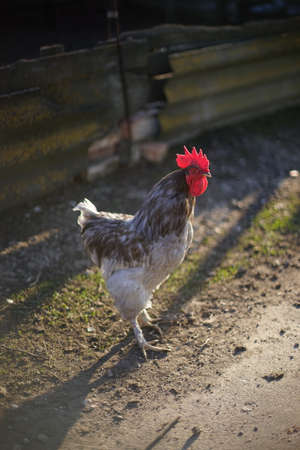 Portrait of a gray spotted rooster walk on sunny rural street