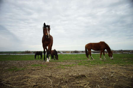 Brown horses graze in a field on a overcast spring day