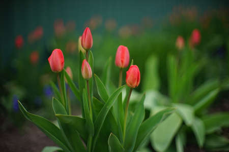 Young bush red tulip flowers with closed buds grows in spring garden