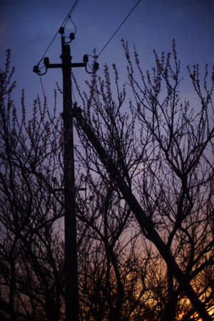 Black silhouette of power line and bare tree against the sunset sky.の写真素材