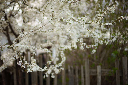Flowering cherry tree with white flowers in spring rural gardenの写真素材